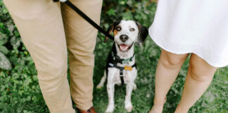 CDMX aprueba la custodia compartida de mascotas en divorcios CDMX aprueba la custodia compartida de mascotas en divorcios