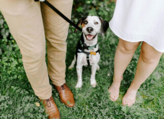 CDMX aprueba la custodia compartida de mascotas en divorcios CDMX aprueba la custodia compartida de mascotas en divorcios