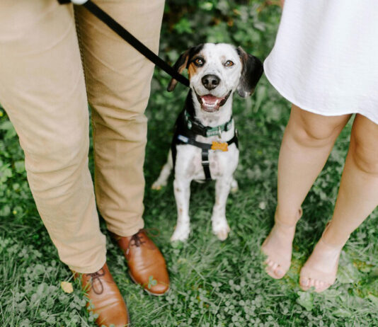 CDMX aprueba la custodia compartida de mascotas en divorcios CDMX aprueba la custodia compartida de mascotas en divorcios