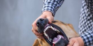 ¿De cuánto es la multa en CDMX por ataque de perro? De cuánto es la multa en CDMX por ataque de perro