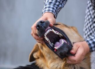 ¿De cuánto es la multa en CDMX por ataque de perro? De cuánto es la multa en CDMX por ataque de perro