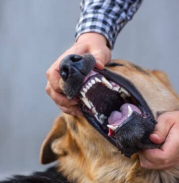 ¿De cuánto es la multa en CDMX por ataque de perro? De cuánto es la multa en CDMX por ataque de perro