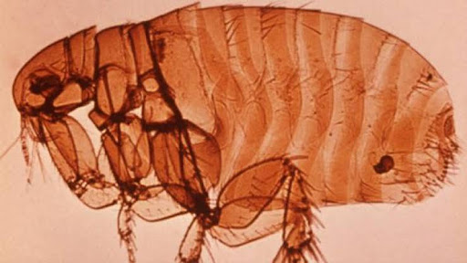 Detectan caso de peste bubónica en California