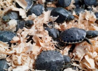 PROFEPA libera 32 crías de tortugas marinas en Veracruz para proteger especies amenazadas liberacion de tortugas profepa