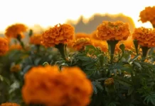 Vive la Ruta del Cempasúchil 2025: tradición, trajineras y amaneceres en Xochimilco La Ruta del Cempasúchil 2025
