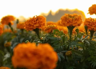 Vive la Ruta del Cempasúchil 2025: tradición, trajineras y amaneceres en Xochimilco La Ruta del Cempasúchil 2025