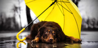 Temporada de lluvias: ¿Cuáles son los riesgos para las mascotas? Temporada de lluvias Cuáles son los riesgos para las mascotas