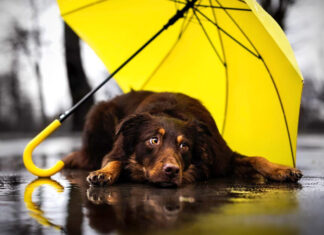 Temporada de lluvias: ¿Cuáles son los riesgos para las mascotas? Temporada de lluvias Cuáles son los riesgos para las mascotas
