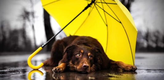 Temporada de lluvias: ¿Cuáles son los riesgos para las mascotas? Temporada de lluvias Cuáles son los riesgos para las mascotas