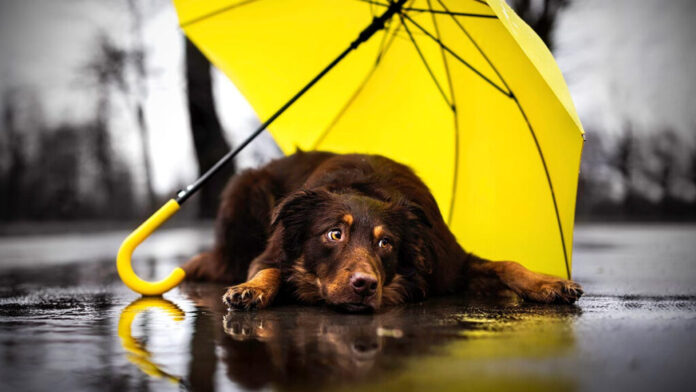 Temporada de lluvias Cuáles son los riesgos para las mascotas