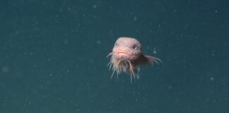 Tecnología submarina avanzada: revelan tres nuevas especies de pez babosos abismales pez baboso aguas abismales