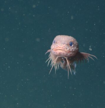 Tecnología submarina avanzada: revelan tres nuevas especies de pez babosos abismales pez baboso aguas abismales