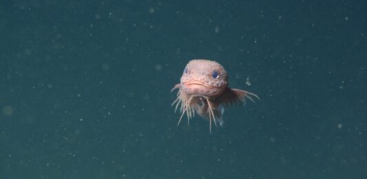 Tecnología submarina avanzada: revelan tres nuevas especies de pez babosos abismales pez baboso aguas abismales