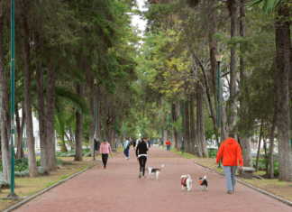Polanco marca tendencia en el turismo “bleisure”: el equilibrio perfecto entre negocios y placer