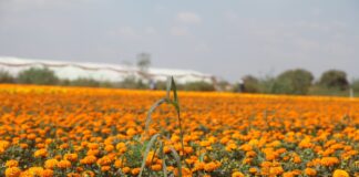 La CDMX florece con el Festival del Cempasúchil: la antesala del Día de Muertos