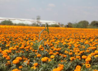 La CDMX florece con el Festival del Cempasúchil: la antesala del Día de Muertos