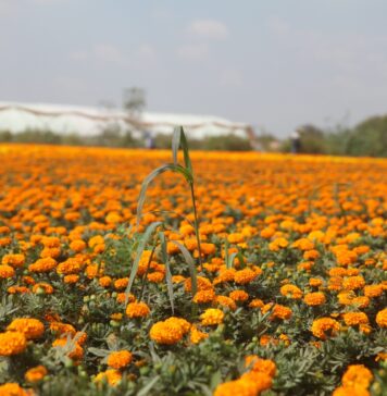La CDMX florece con el Festival del Cempasúchil: la antesala del Día de Muertos