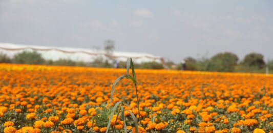La CDMX florece con el Festival del Cempasúchil: la antesala del Día de Muertos