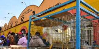 Adiós a la venta de animales en el Mercado de Sonora de la CDMX Adiós a la venta de animales en el Mercado de Sonora de la CDMX