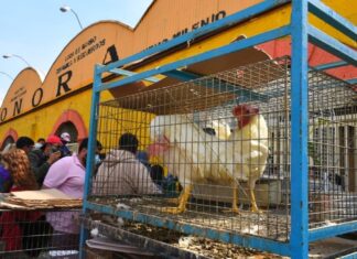 Adiós a la venta de animales en el Mercado de Sonora de la CDMX Adiós a la venta de animales en el Mercado de Sonora de la CDMX