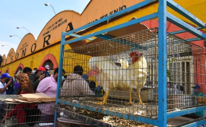 Adiós a la venta de animales en el Mercado de Sonora de la CDMX