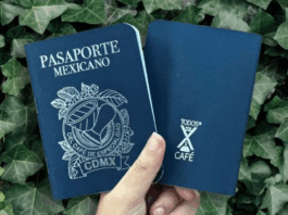 “Pasaporte del Café”: la iniciativa que impulsa la economía y la cultura del café mexicano