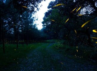 Descubren nueva especie de luciérnaga en el Bosque de Chapultepec Descubren nueva especie de luciérnaga en el Bosque de Chapultepec