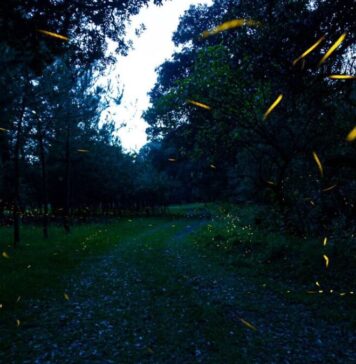 Descubren nueva especie de luciérnaga en el Bosque de Chapultepec Descubren nueva especie de luciérnaga en el Bosque de Chapultepec
