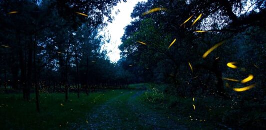 Descubren nueva especie de luciérnaga en el Bosque de Chapultepec Descubren nueva especie de luciérnaga en el Bosque de Chapultepec