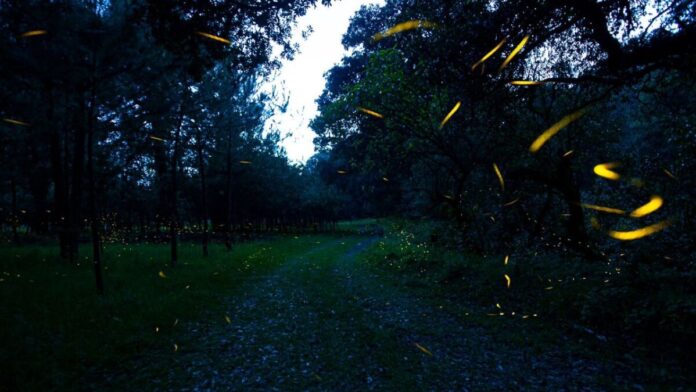 Descubren nueva especie de luciérnaga en el Bosque de Chapultepec