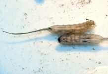 Gusanos cola de rata en Poza Rica, Veracruz tras inundaciones Gusanos cola de rata en Poza Rica, Veracruz tras inundaciones