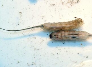 Gusanos cola de rata en Poza Rica, Veracruz tras inundaciones Gusanos cola de rata en Poza Rica, Veracruz tras inundaciones