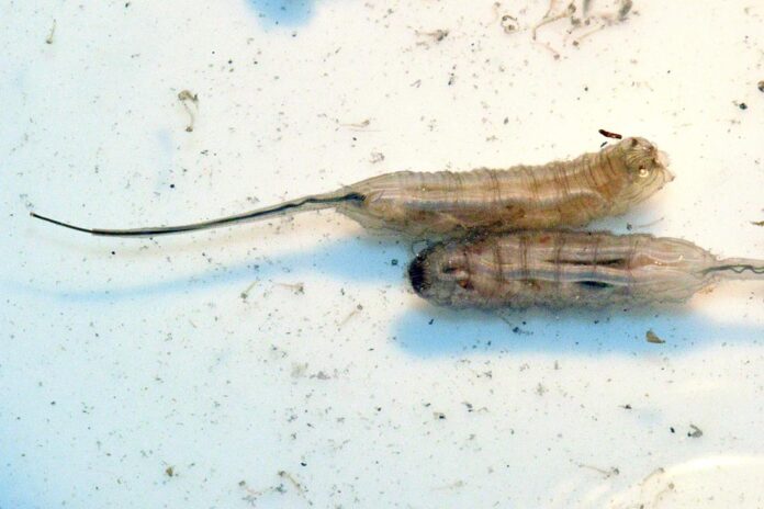 Gusanos cola de rata en Poza Rica, Veracruz tras inundaciones