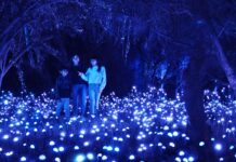 Light Cycles en Chapultepec: la experiencia inmersiva de luces y sonido que transforma la CDMX LIGHT CYCLES en cdmx