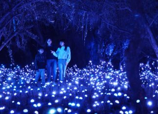 Light Cycles en Chapultepec: la experiencia inmersiva de luces y sonido que transforma la CDMX LIGHT CYCLES en cdmx