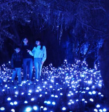 Light Cycles en Chapultepec: la experiencia inmersiva de luces y sonido que transforma la CDMX LIGHT CYCLES en cdmx