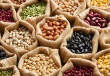 Lentejas vs. Frijoles ¿Qué proteína vegetal es mejor? Lentejas vs Frijoles Qué proteína vegetal es mejor