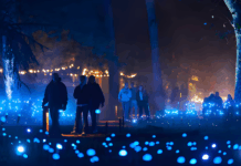 Light Cycles: ¡Una experiencia inmersiva nocturna entre luces y sonidos de la naturaleza! Light Cycles: ¡Una experiencia inmersiva nocturna entre luces y sonidos de la naturaleza