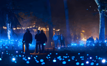 Light Cycles: ¡Una experiencia inmersiva nocturna entre luces y sonidos de la naturaleza! Light Cycles: ¡Una experiencia inmersiva nocturna entre luces y sonidos de la naturaleza