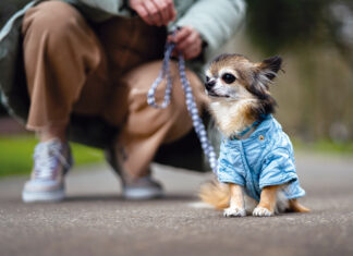 Proponen eliminar IVA en alimentos y medicinas para mascotas Proponen eliminar IVA en alimentos y medicinas para mascotas