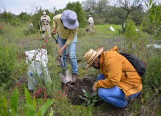 IATI Seguros impulsa la reforestación y el turismo responsable en la CDMX