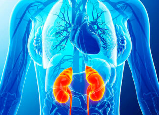 Cómo proteger tus riñones: los hábitos que debes evitar según los expertos