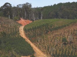 El alto costo del café: cómo la producción impulsa la deforestación global