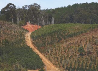 El alto costo del café: cómo la producción impulsa la deforestación global