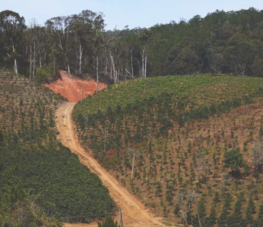 El alto costo del café: cómo la producción impulsa la deforestación global