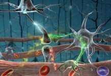 Barrera hematoencefálica: el filtro invisible que protege al cerebro y desafía a la medicina moderna