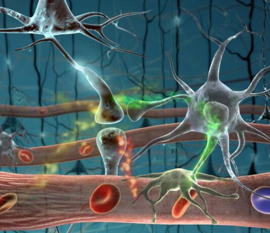 Barrera hematoencefálica: el filtro invisible que protege al cerebro y desafía a la medicina moderna