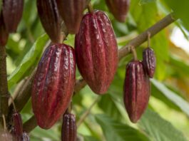 Café y cacao colombianos obtienen certificación Halal: una nueva puerta hacia Medio Oriente