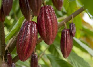 Café y cacao colombianos obtienen certificación Halal: una nueva puerta hacia Medio Oriente