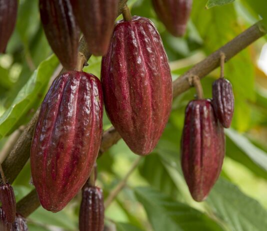Café y cacao colombianos obtienen certificación Halal: una nueva puerta hacia Medio Oriente